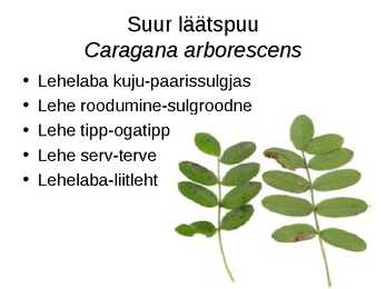Virtuaalne herbaarium #4