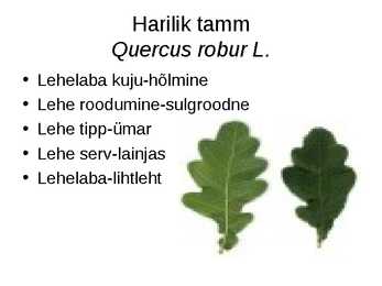 Virtuaalne herbaarium #7