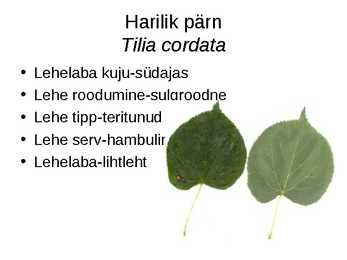 Virtuaalne herbaarium #8