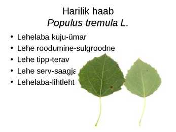 Virtuaalne herbaarium #9