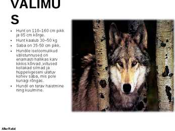 Hunt #4