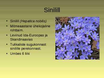 Nimetu #4