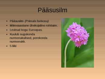 Nimetu #5