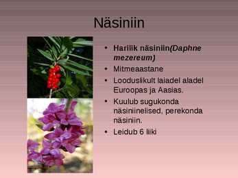 Nimetu #6