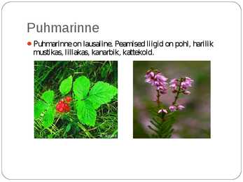 Laanemetsad #11