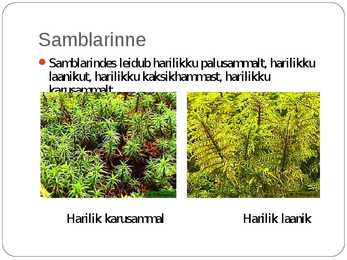 Laanemetsad #13
