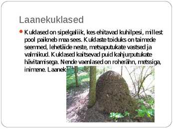 Laanemetsad #14