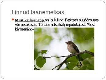Laanemetsad #15