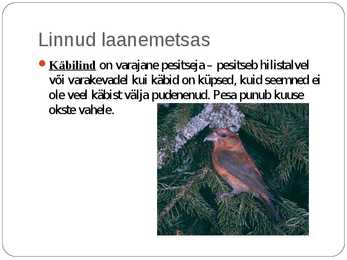 Laanemetsad #16