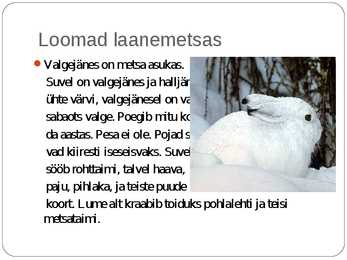 Laanemetsad #18