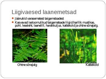 Laanemetsad #3