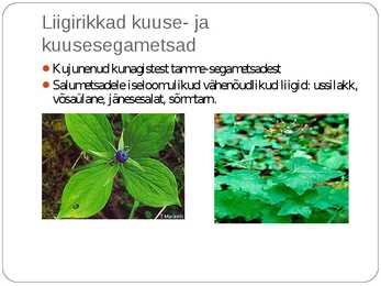 Laanemetsad #4