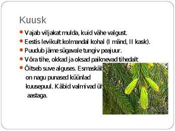 Laanemetsad #8