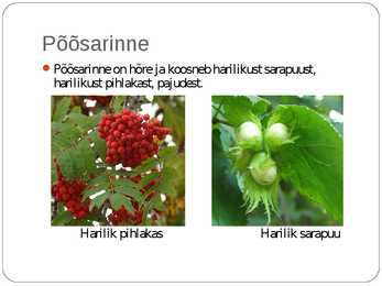 Laanemetsad #10