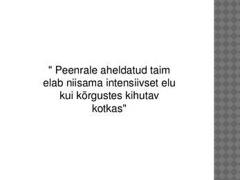 Janu-esitlus #14