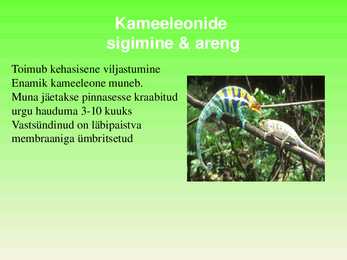 Kameeleon #2