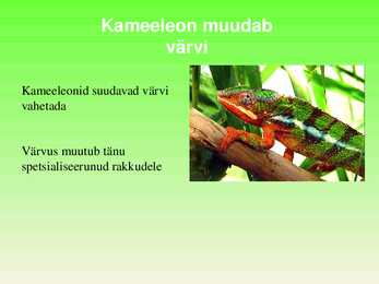 Kameeleon #4