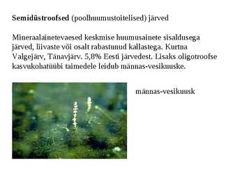 Taimkate #20