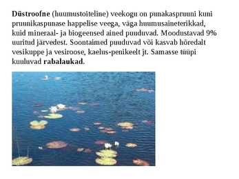 Taimkate #21