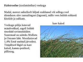 Taimkate #26
