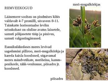 Taimkate #29