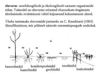 Taimkate #8