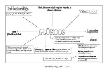 Glükoosi mõistekaart