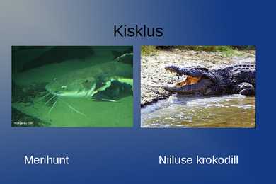 Niilus #9