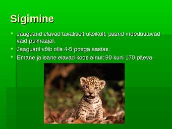 Jaaguar #5