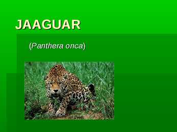 Jaaguar