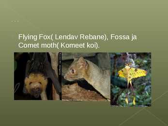 Madagaskari tutvustus ja rahvustoidud #8