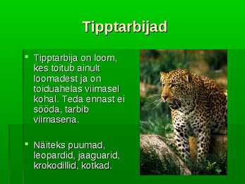 Troopiline vihmamets #14