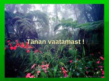 Troopiline vihmamets #16