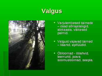 Troopiline vihmamets #4