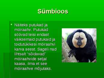 Troopiline vihmamets #6