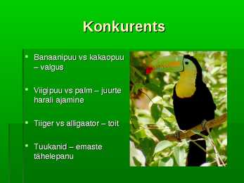 Troopiline vihmamets #9