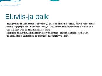 Tiigikonn #3
