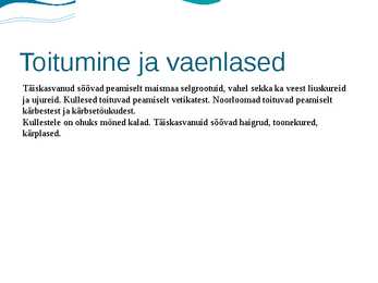 Tiigikonn #6