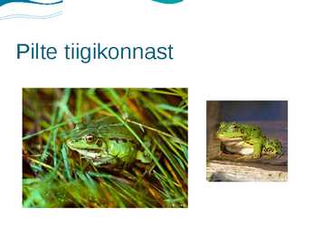 Tiigikonn #7