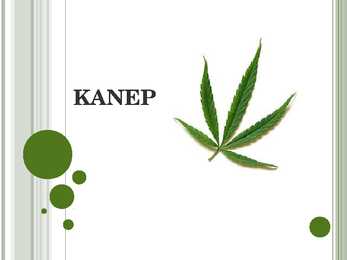 Kanep