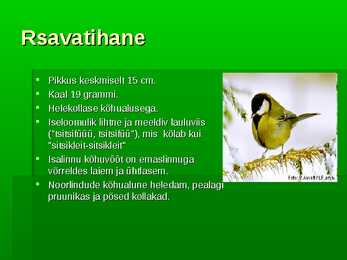 Linnud minu hoovist #2