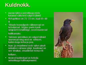 Linnud minu hoovist #5
