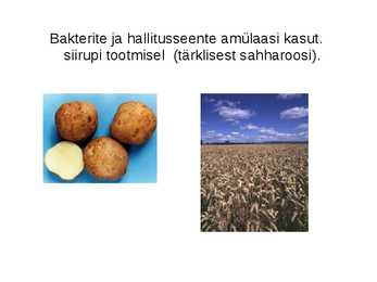Rakendusbioloogia #10