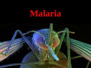 Malaria