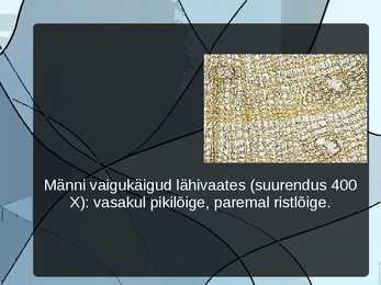 Männivaik #10