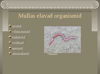 Muld #5