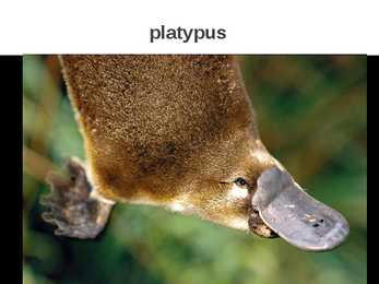 Australia #8