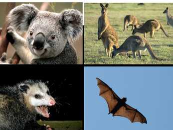 Australia #10