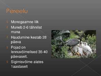 Rabapistrik #4