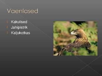 Rabapistrik #6